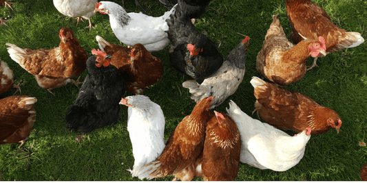 Die häufigsten Vogelkrankheiten: