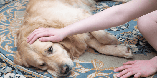 Häufige Krankheiten bei Hunden: Symptome und Behandlung