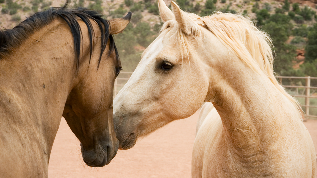 Mineralstoffe und Vitamine für Pferde: Alle wichtigen Details