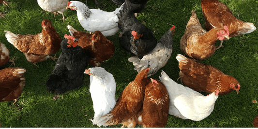 Die häufigsten Vogelkrankheiten: Symptome, Ursachen und Vorbeugung